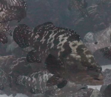 217fadb5-5c2d-4dbb-80d4-4c2dc547a0ea