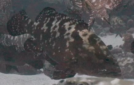 217fadb5-5c2d-4dbb-80d4-4c2dc547a0ea