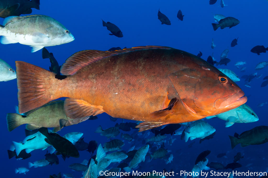 4c03ff08-9380-4658-bd57-afac2de434c6