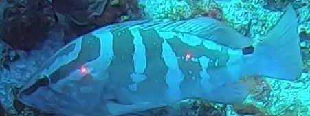 ebae54f8-f46e-47b8-9da6-38204330533a